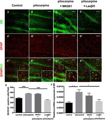 D-Serine Contributes to Seizure Development via ERK Signaling